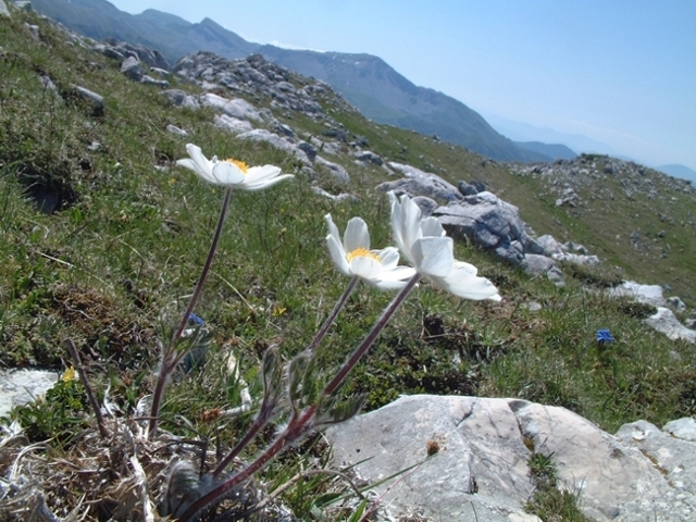 Pulsatilla alpina / Anemone alpino